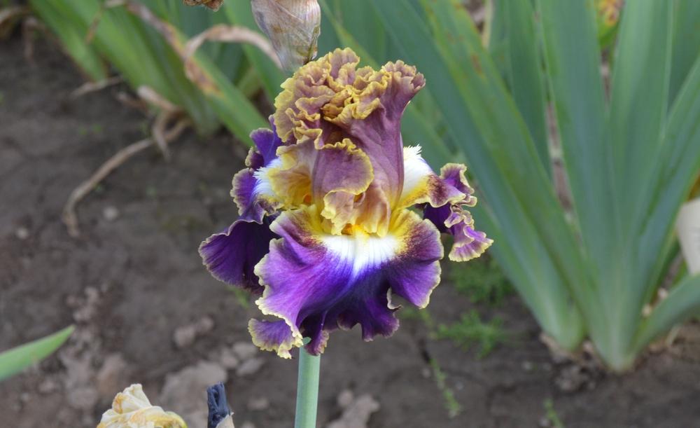 Photo of Tall Bearded Iris (Iris 'Fancy Ideas') uploaded by KentPfeiffer
