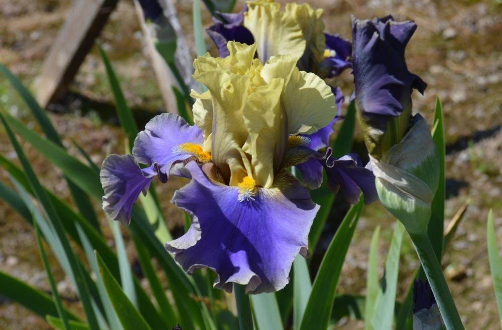 Photo of Tall Bearded Iris (Iris 'First Avenue') uploaded by KentPfeiffer