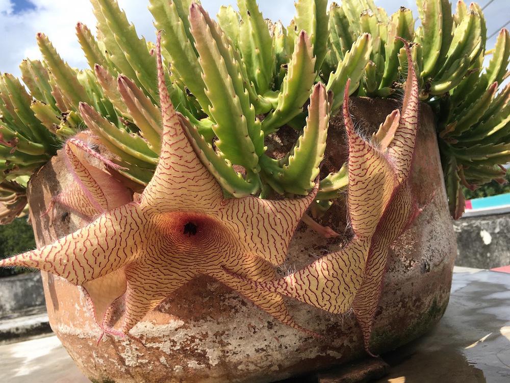 Photo of Starfish Plant (Ceropegia gigantea) uploaded by extranjera