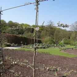 Location: RHS Harlow Carr, Yorkshire
Date: 2016-05-09
Trained cordon in the kitchen garden