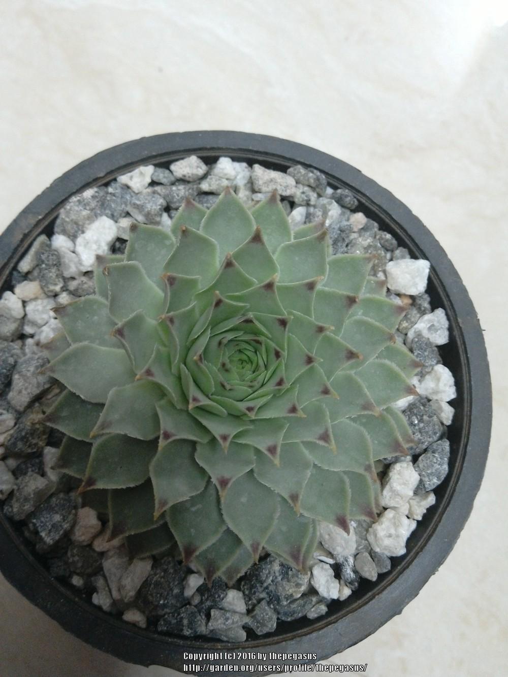 Photo of Hen and Chicks (Sempervivum calcareum) uploaded by thepegasus