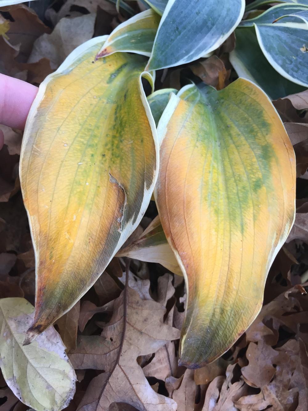 Photo of Hosta 'First Frost' uploaded by SpringGreenThumb