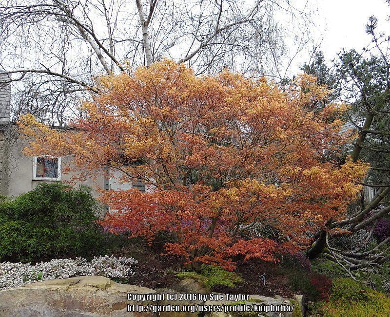 Photo of Japanese Maple (Acer palmatum 'Katsura') uploaded by kniphofia
