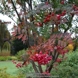 Location: RHS Harlow Carr, Yorkshire
Date: 2016-10-21