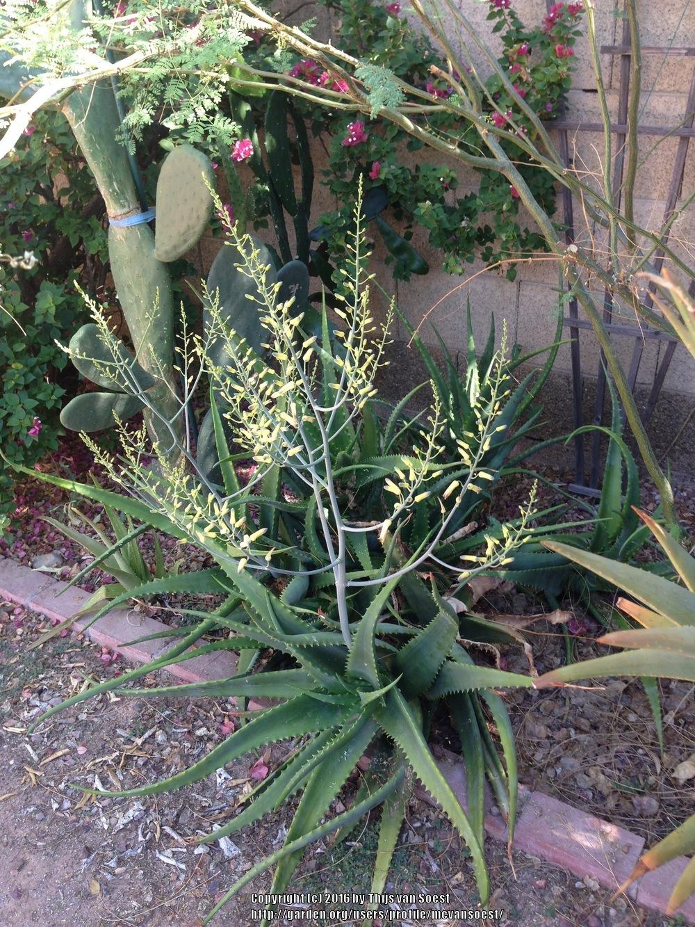 Photo of Aloe (Aloe megalacantha) uploaded by mcvansoest