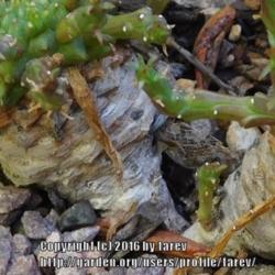 Location: In our garden - San Joaquin County, CA
Date: 2016-10-26 - Fall Season
Caudex of Euphorbia flanaganii