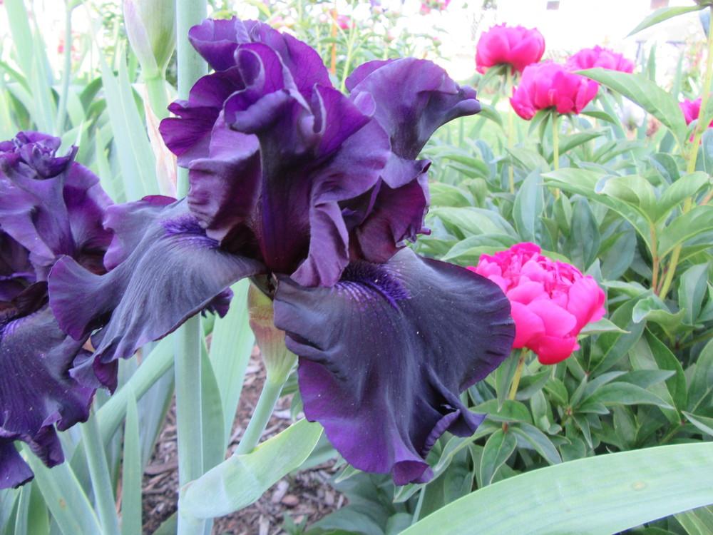 Photo of Tall Bearded Iris (Iris 'Coal Seams') uploaded by tveguy3