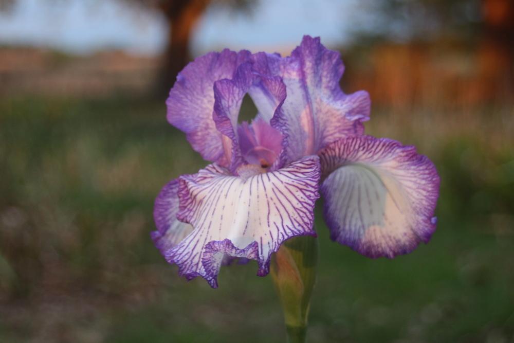 Photo of Tall Bearded Iris (Iris 'Autumn Circus') uploaded by BlueFlagFan