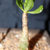 young Tylecodon paniculatus. "Bark" will peel as it ages giving a