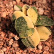 Gasteria gracilis variegated miniature