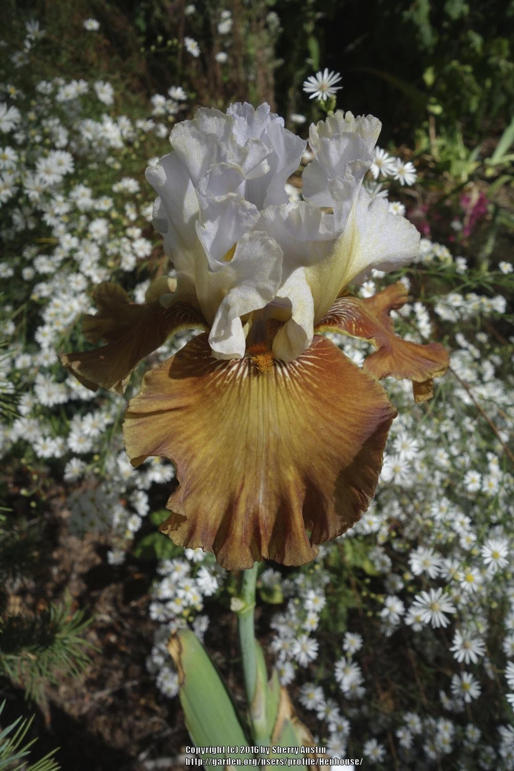 Photo of Tall Bearded Iris (Iris 'Milk in My Coffee') uploaded by Henhouse
