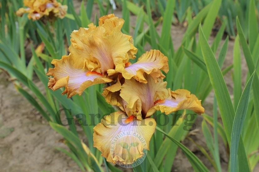 Photo of Tall Bearded Iris (Iris 'Ambertime') uploaded by HighdesertNiki