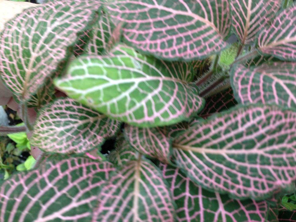 Photo of Mosaic Plant (Fittonia albivenis 'Juanita') uploaded by Lalambchop1