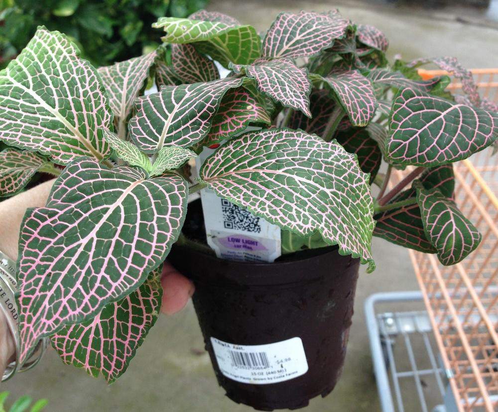 Photo of Mosaic Plant (Fittonia albivenis 'Juanita') uploaded by Lalambchop1
