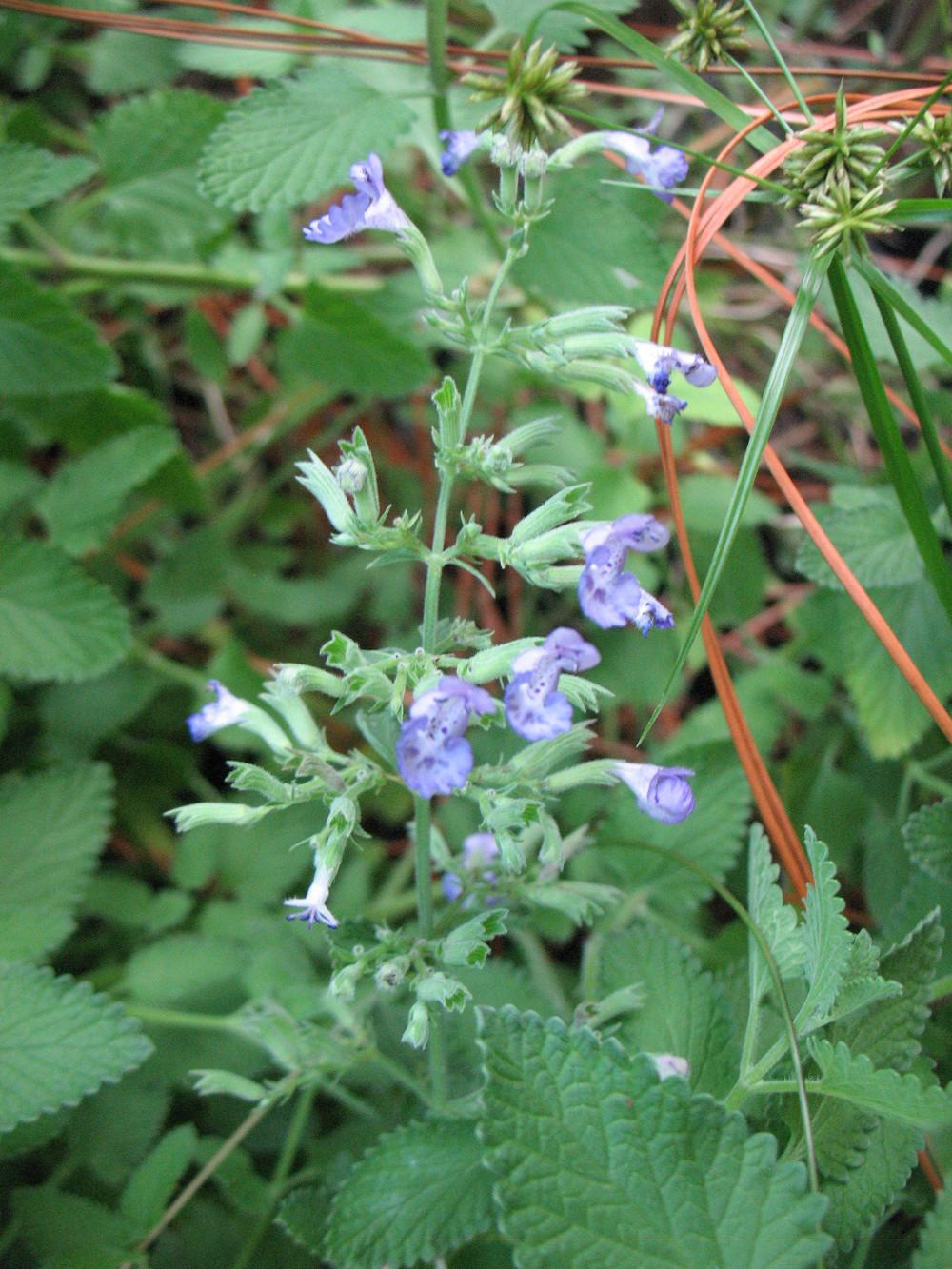 Photo of Catmint (Nepeta x faassenii 'Walker's Low') uploaded by Lalambchop1