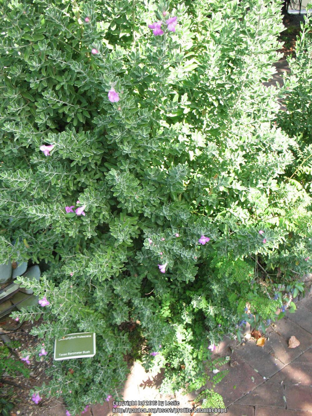 Photo of Texas Sage (Leucophyllum frutescens) uploaded by Lalambchop1