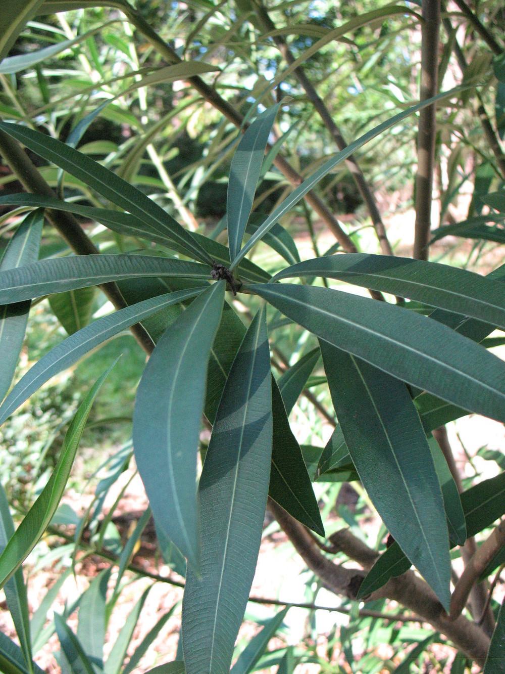 Photo of Oleanders (Nerium oleander) uploaded by Lalambchop1