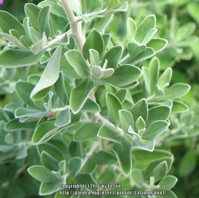 Photo of Texas Sage (Leucophyllum frutescens) uploaded by Lalambchop1
