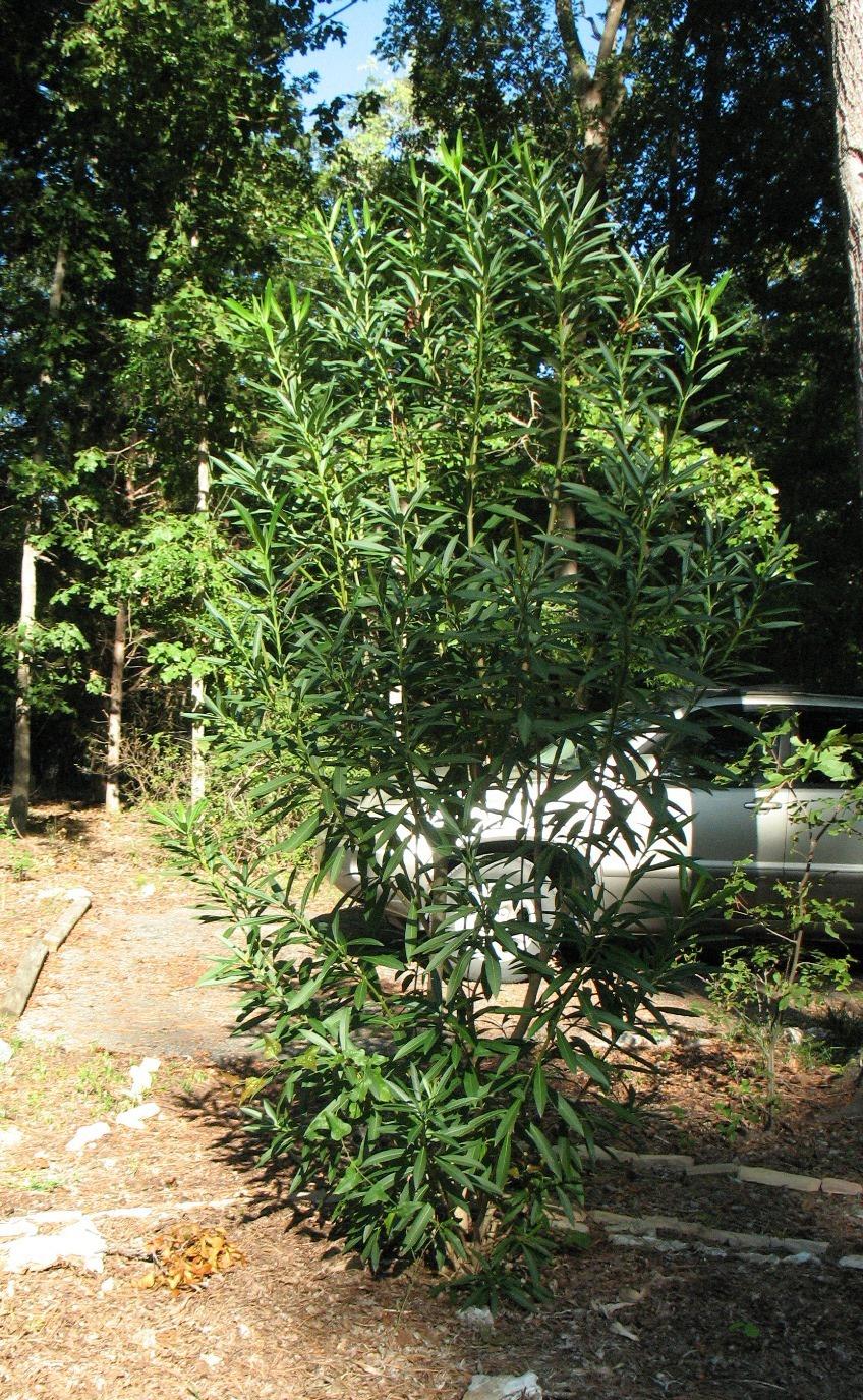 Photo of Oleanders (Nerium oleander) uploaded by Lalambchop1