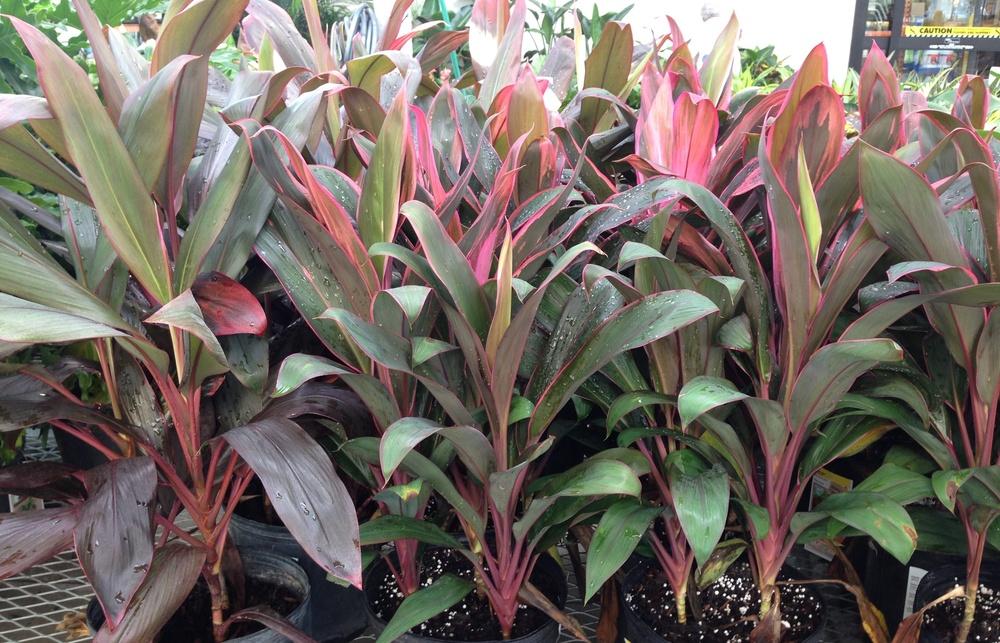 Photo of Ti Plant (Cordyline fruticosa) uploaded by Lalambchop1