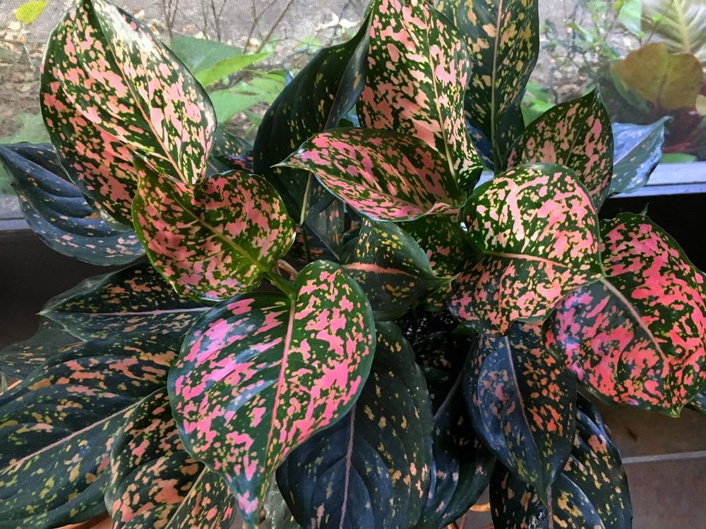 Photo of Chinese Evergreen (Aglaonema 'Pink Dalmatian') uploaded by sunkissed