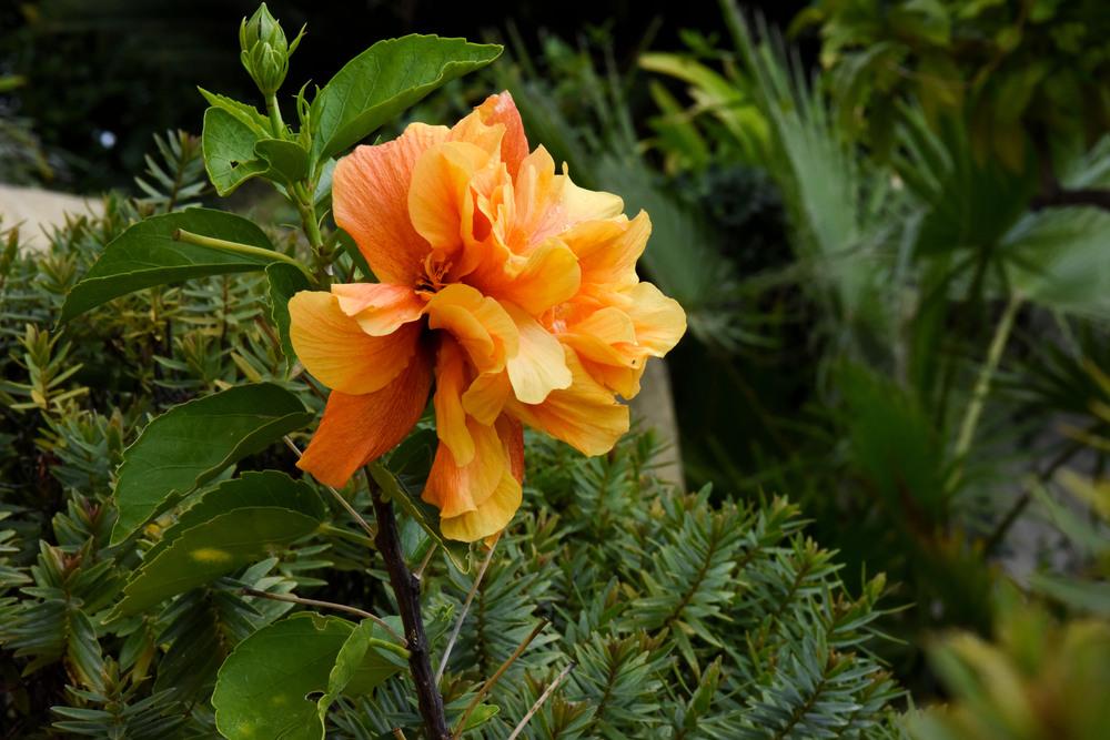 Photo of Tropical Hibiscus (Hibiscus rosa-sinensis 'Double Orange') uploaded by cliftoncat