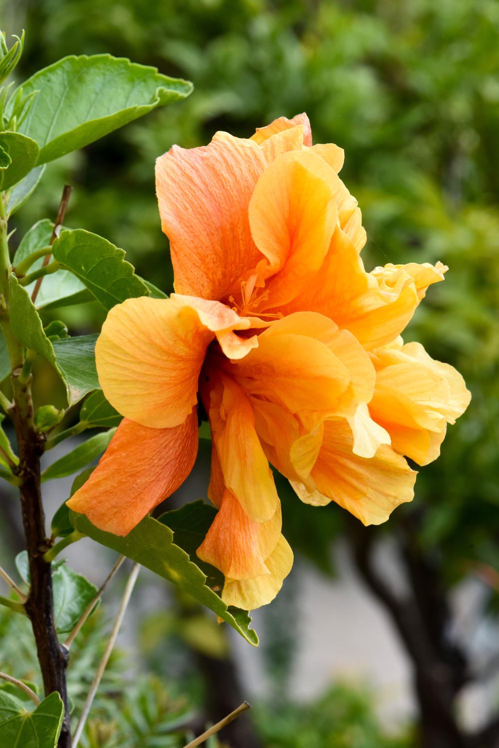 Photo of Tropical Hibiscus (Hibiscus rosa-sinensis 'Double Orange') uploaded by cliftoncat
