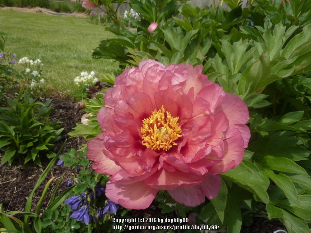 Photo of Intersectional Peony (Paeonia 'Kopper Kettle') uploaded by daylilly99
