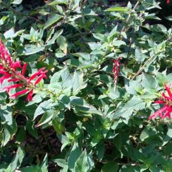 Location: Lincolnton, NC
Date: 2016-09-28
Pineapple Sage-Scarlet