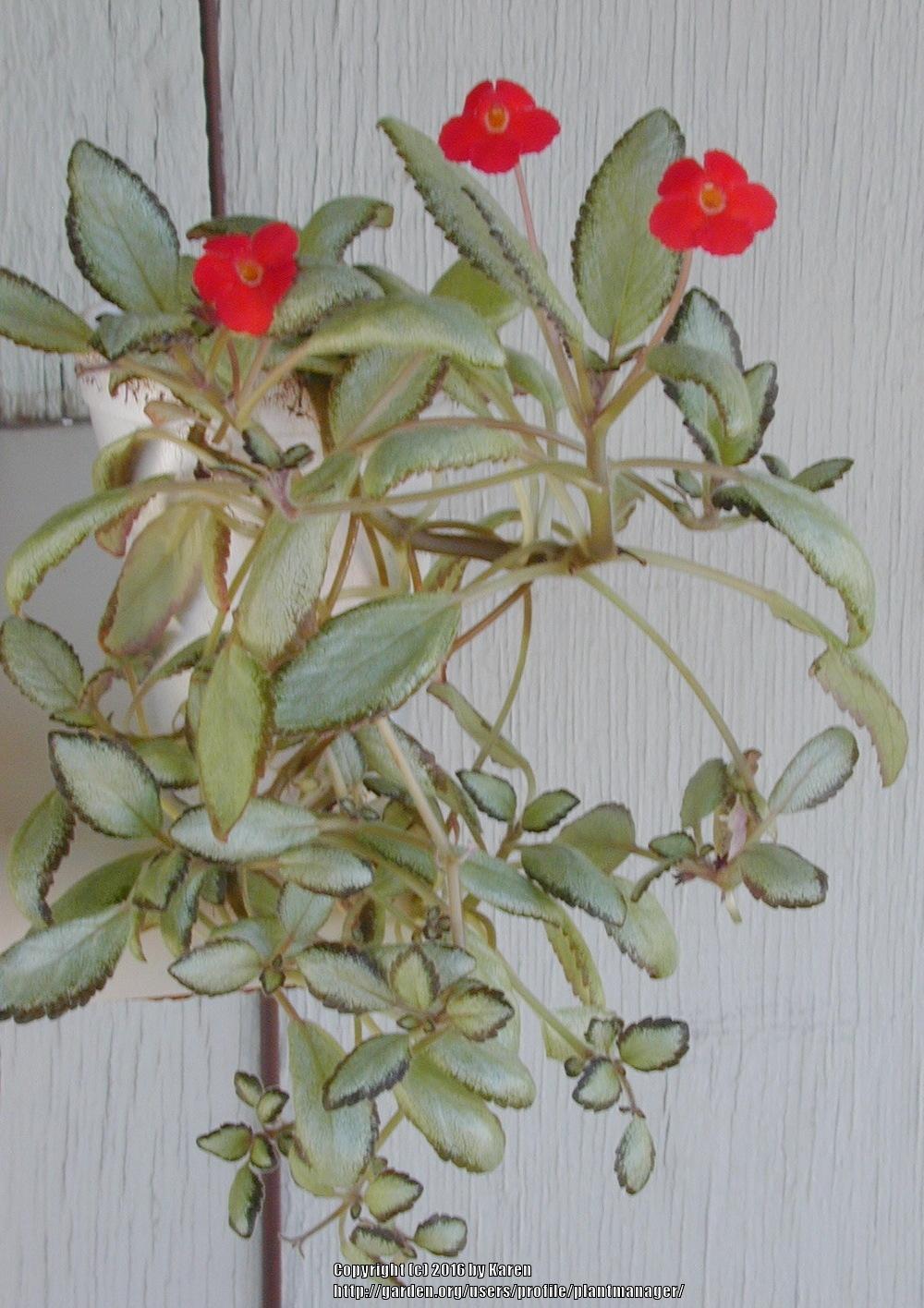 Photo of Flame Violet (Episcia 'Silver Skies') uploaded by plantmanager
