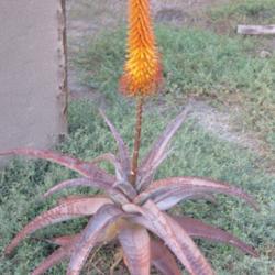 Location: Baja California
Date: 2016-10-28
Aloe africana x