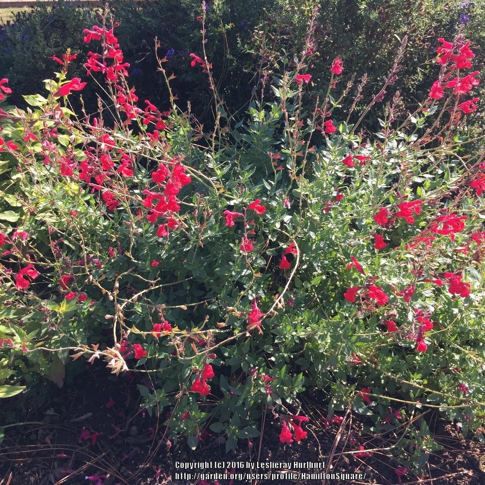 Photo of Sage (Salvia 'John Whittlesey') uploaded by HamiltonSquare