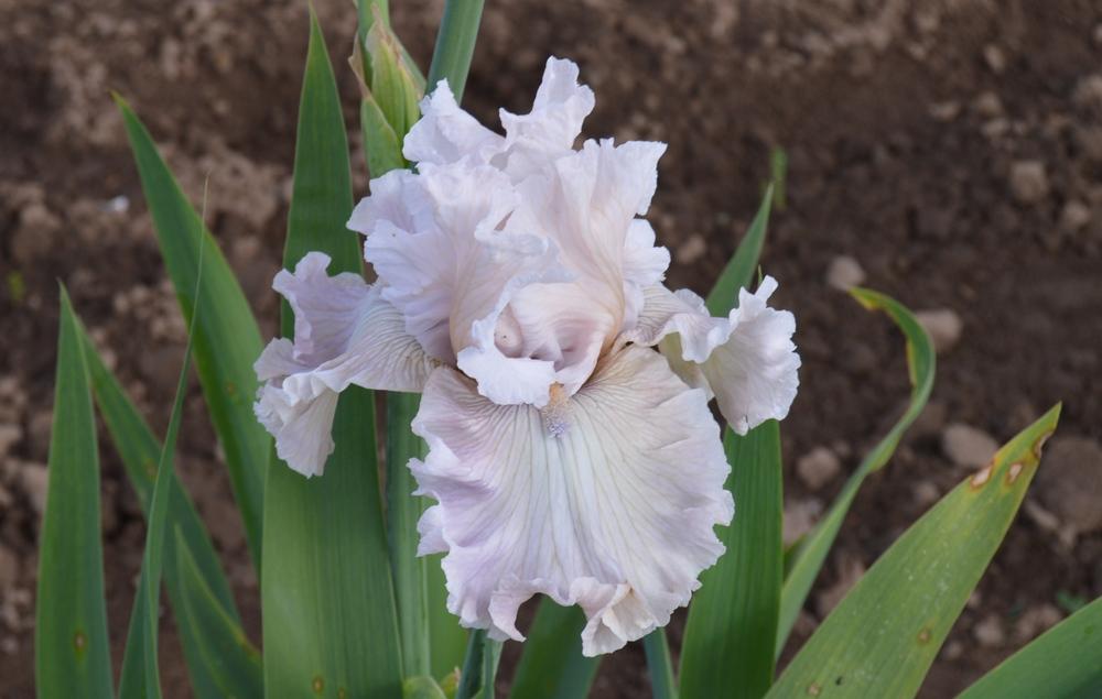 Photo of Tall Bearded Iris (Iris 'Friendly Advice') uploaded by KentPfeiffer