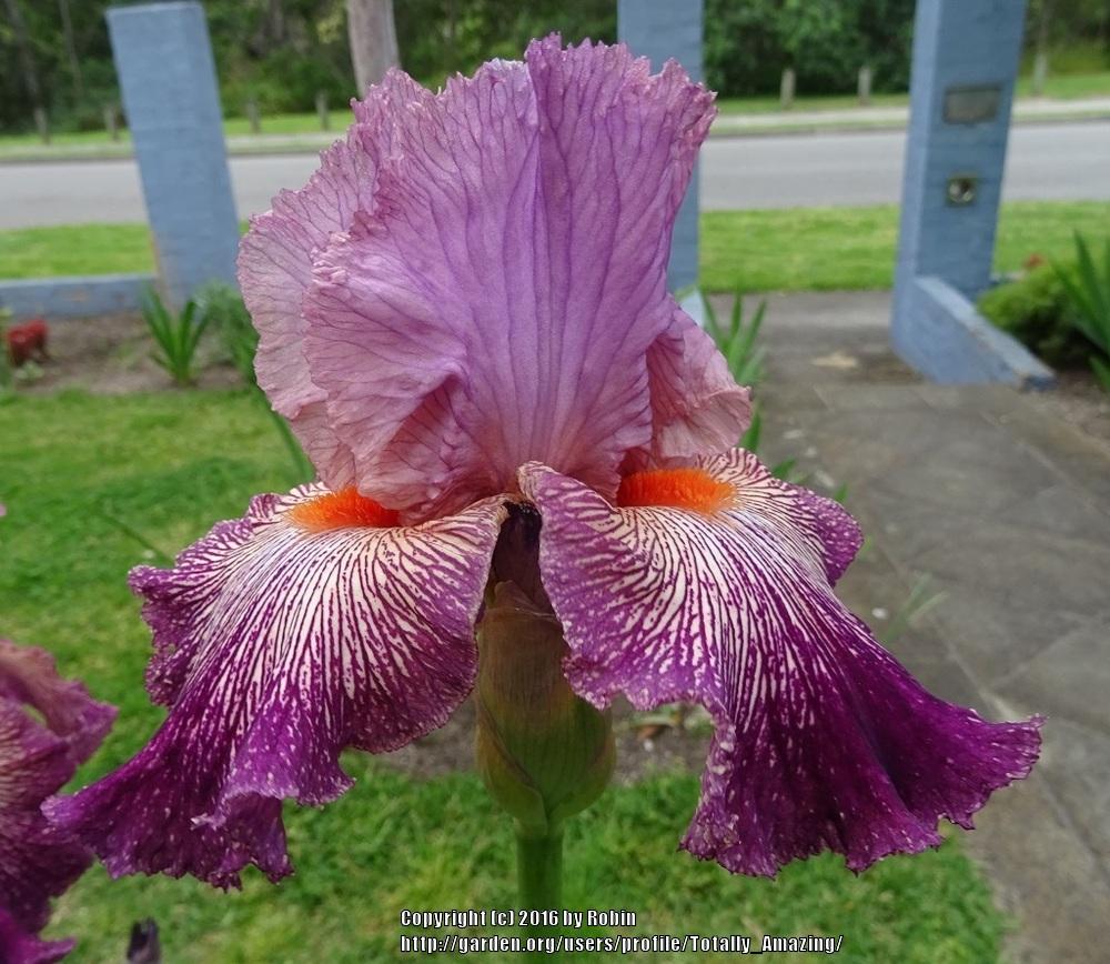 Photo of Tall Bearded Iris (Iris 'Anything Goes') uploaded by Totally_Amazing