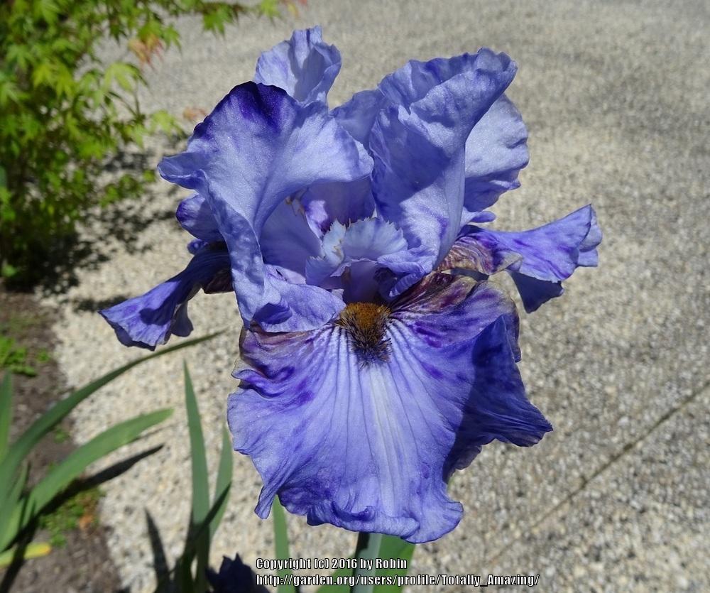 Photo of Tall Bearded Iris (Iris 'Broken Pattern') uploaded by Totally_Amazing