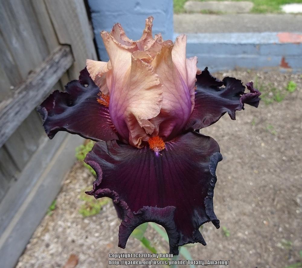 Photo of Tall Bearded Iris (Iris 'Feudalism') uploaded by Totally_Amazing