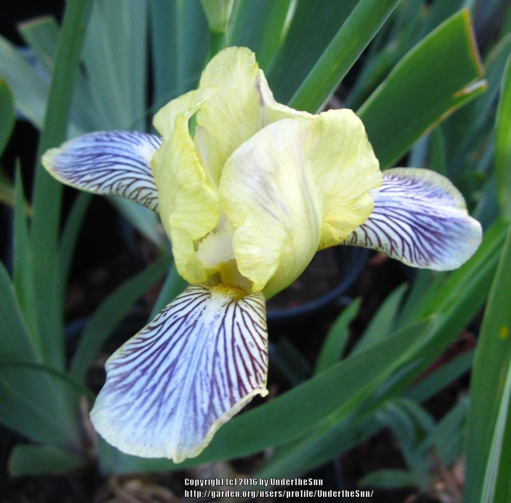 Photo of Miniature Tall Bearded Iris (Iris 'Holiday in Mexico') uploaded by UndertheSun