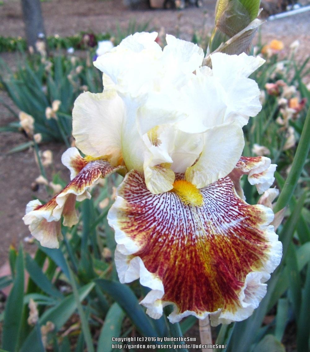 Photo of Tall Bearded Iris (Iris 'Wonders Never Cease') uploaded by UndertheSun