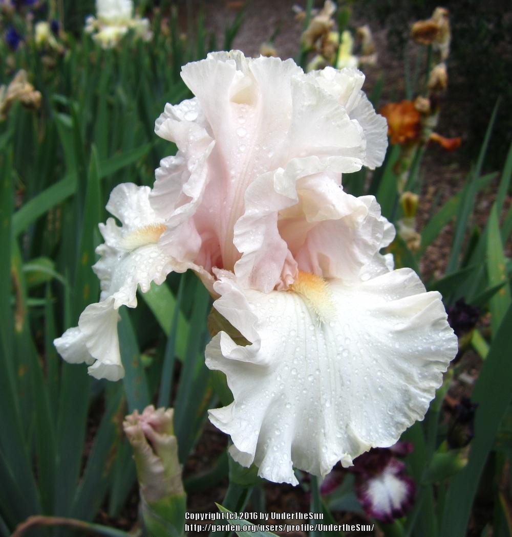 Photo of Tall Bearded Iris (Iris 'Love of Life') uploaded by UndertheSun