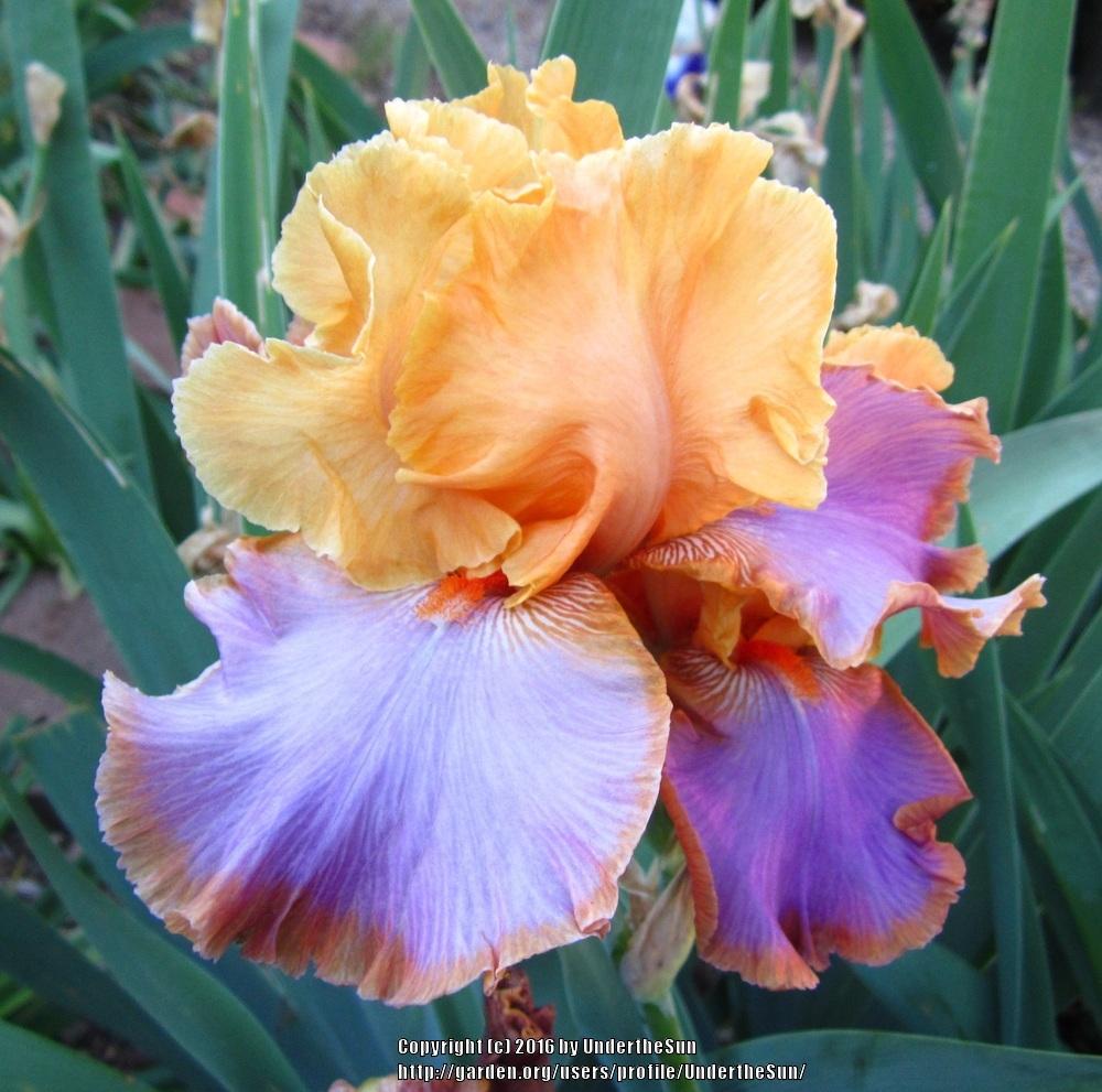 Photo of Tall Bearded Iris (Iris 'Grand Canyon Sunset') uploaded by UndertheSun