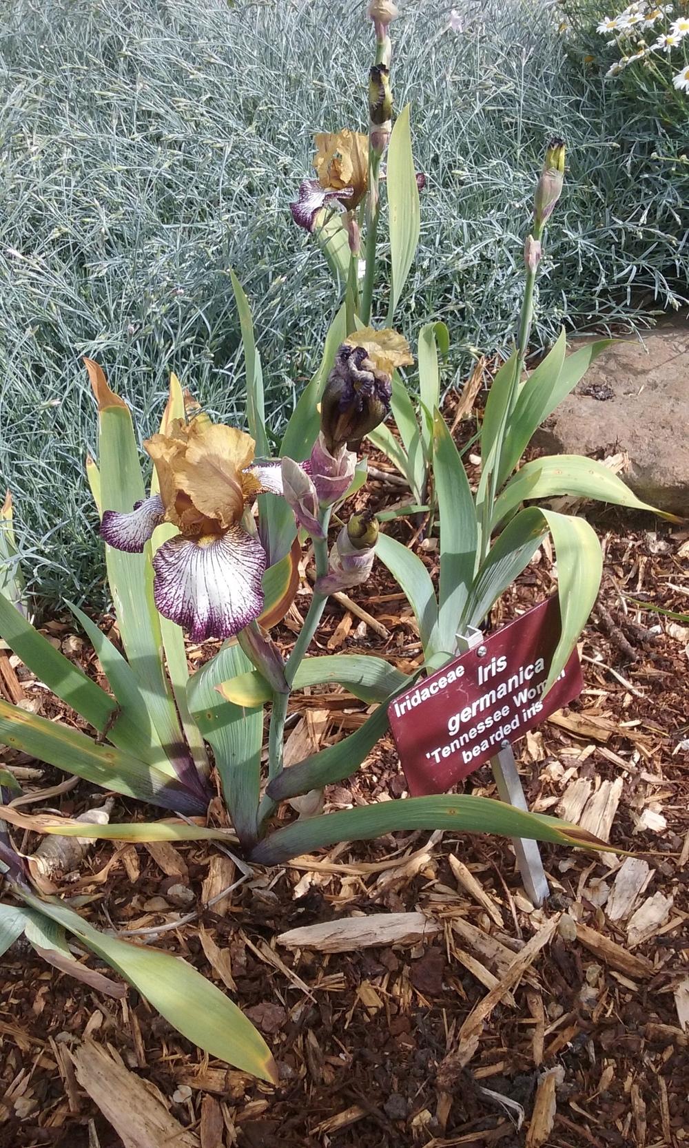 Photo of Tall Bearded Iris (Iris 'Tennessee Woman') uploaded by gwhizz