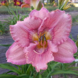Location: Currie's Daylily Farm
Date: 2016-07-08