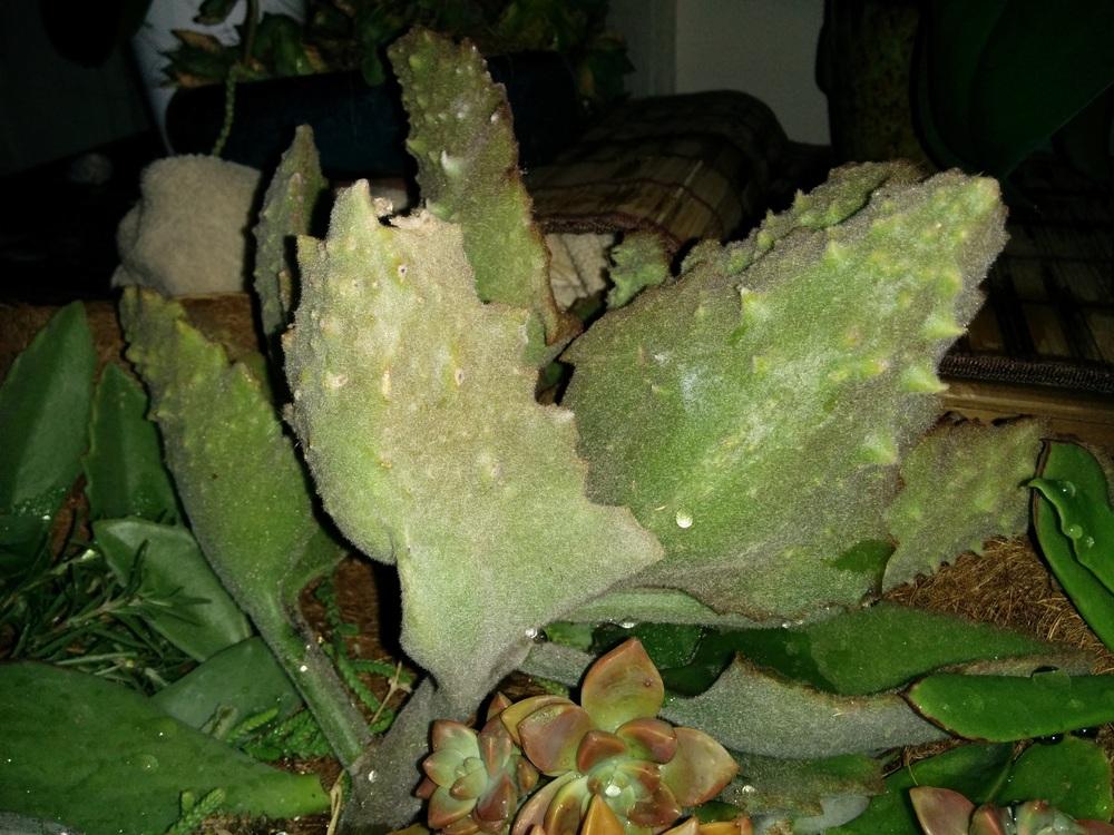 Photo of Felt Plant (Kalanchoe beharensis 'Fang') uploaded by kimbawall