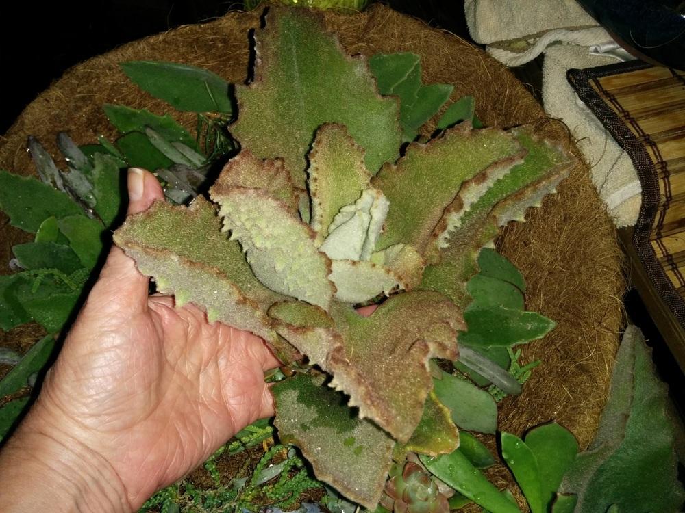 Photo of the bract of Felt Plant (Kalanchoe beharensis 'Fang') posted