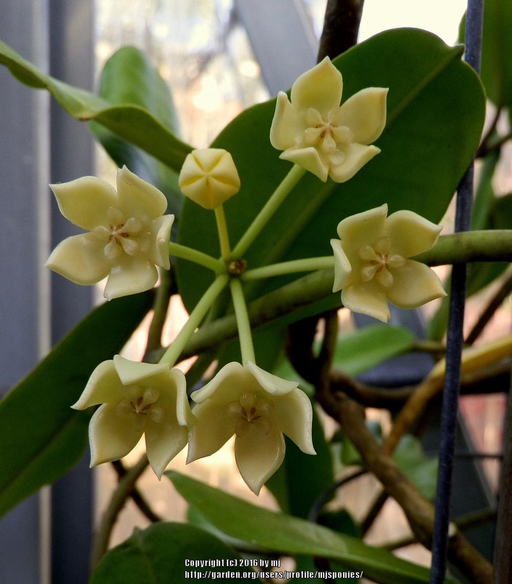 Photo of Wax Plant (Hoya obtusifolia) uploaded by mjsponies
