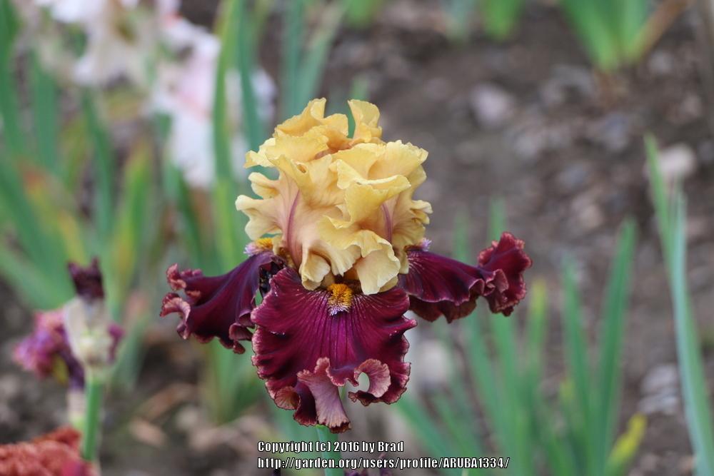 Photo of Tall Bearded Iris (Iris 'Catwalk') uploaded by ARUBA1334