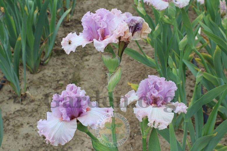 Photo of Tall Bearded Iris (Iris 'Bubblicious') uploaded by HighdesertNiki
