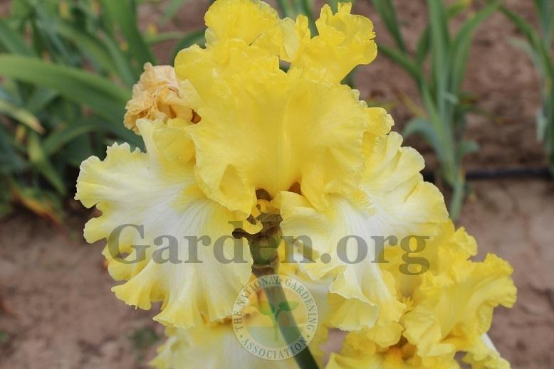 Photo of Tall Bearded Iris (Iris 'Beauty Becomes Her') uploaded by HighdesertNiki