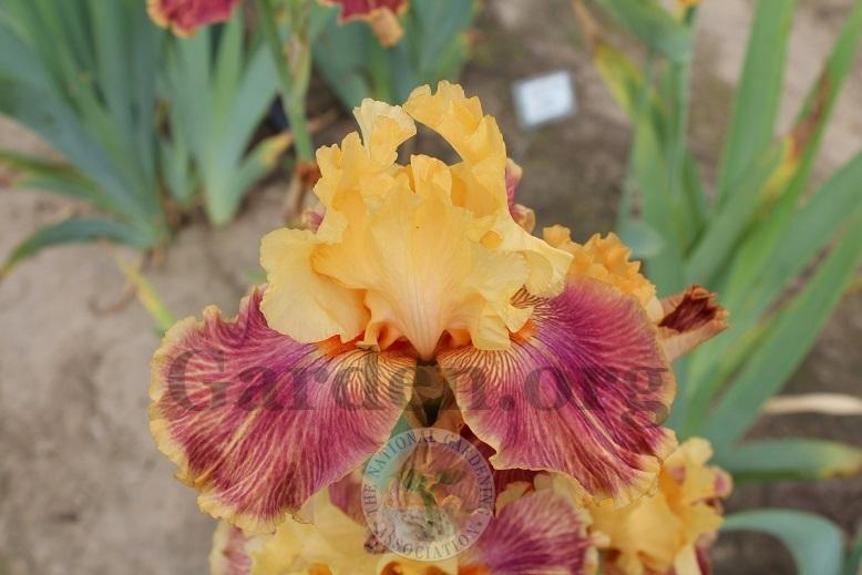 Photo of Tall Bearded Iris (Iris 'Bottle Rocket') uploaded by HighdesertNiki