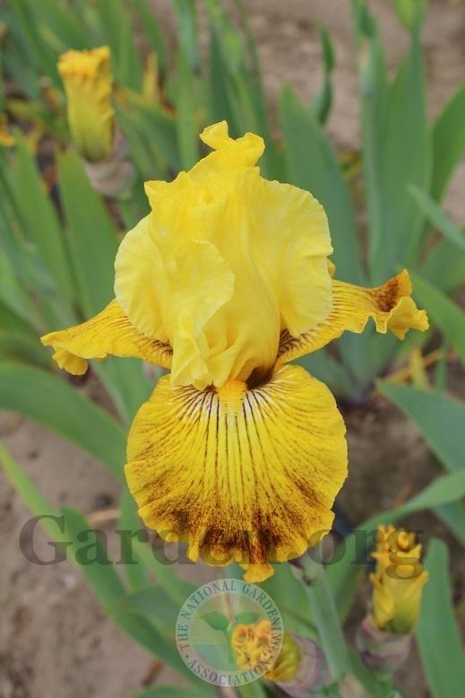 Photo of Tall Bearded Iris (Iris 'Bright Sunshiny Day') uploaded by HighdesertNiki